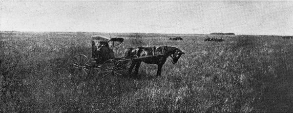 Horse and cart - De Soto County, Florida
