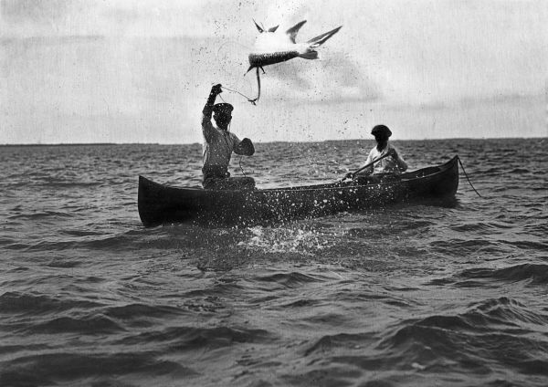Tarpon jumping.
