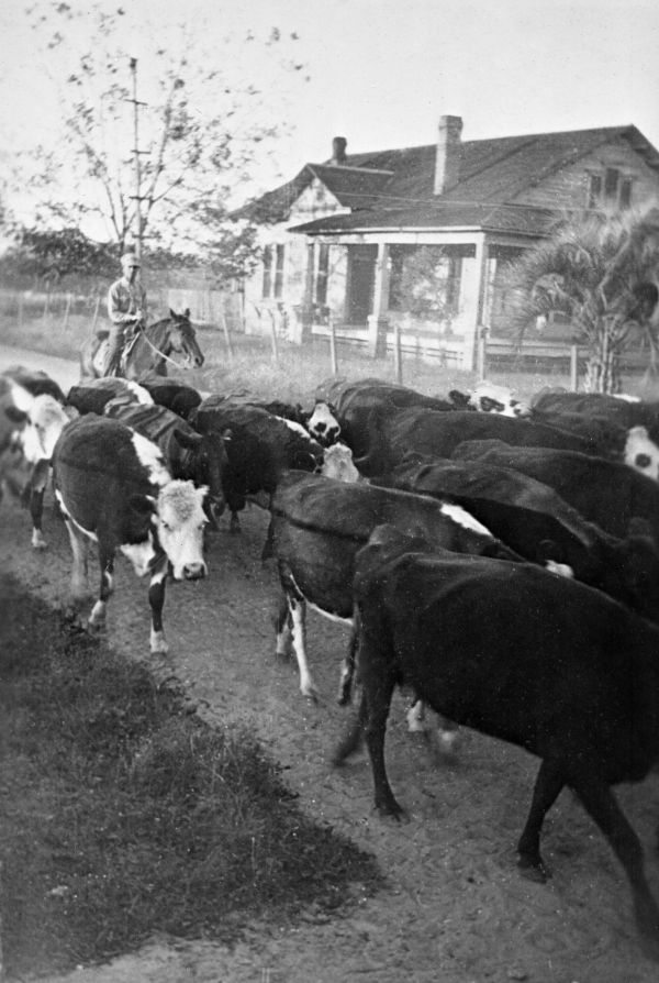 J.H. Campbell driving cattle - Hardaway, Florida