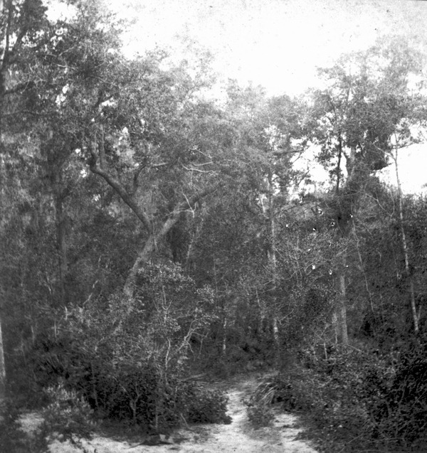 Florida Memory • Rural road - Volusia County, Florida