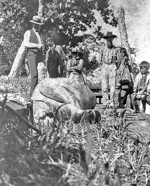 Seminoles and white men with manatee carcass.
