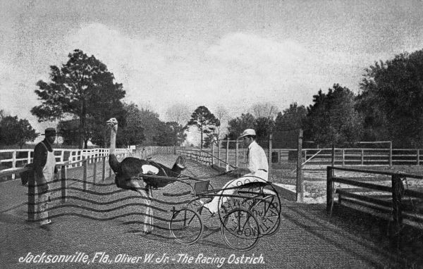 Oliver W., Jr., the racing ostrich - Jacksonville, Florida