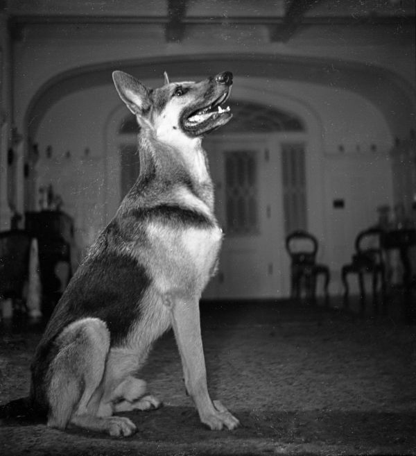 Dog in Dixon home - Jacksonville, Florida