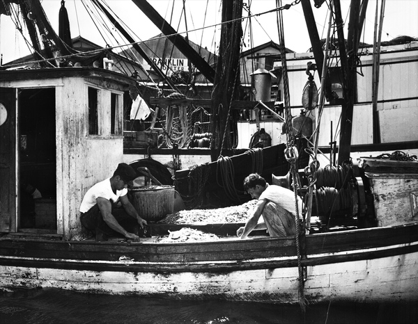 Shrimpers separating freshly caught Gulf of Mexico shrimp into different sizes