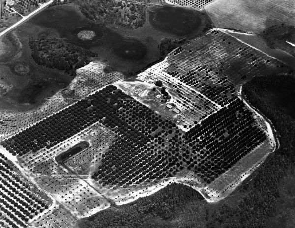 Citrus groves of Basilio Mussatto and Leo Mussatto