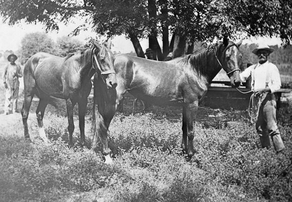 Horses on Miles H. Johnson, Jr.'s farm, Leon Dairy Farm - Tallahassee, Florida