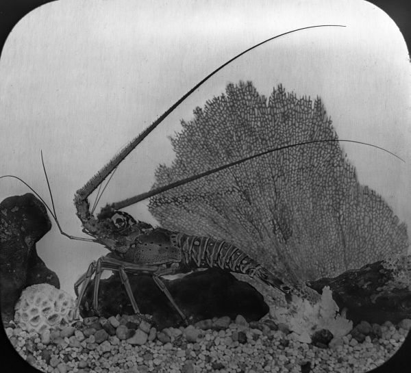 Florida lobster from Long Key.