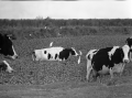 Cattle egrets near Lake Okeechobee - Florida