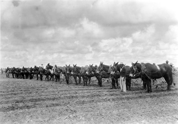 Florida State Prison inmates with mule-drawn plows
