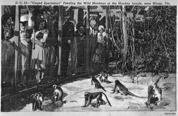 Caged spectators - feeding the wild monkeys at the Monkey Jungle near Miami, Florida