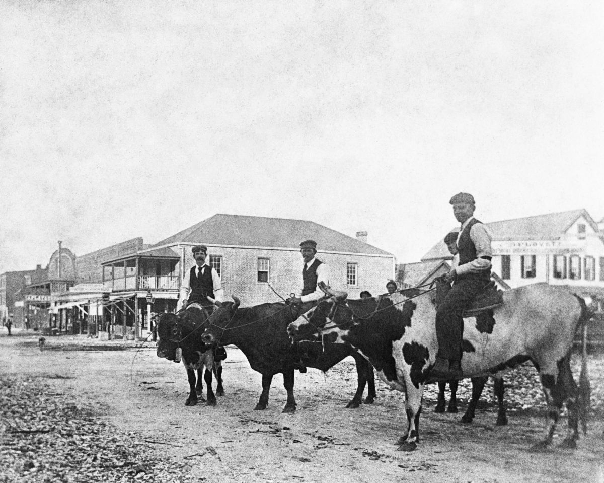 Four men riding steers on an Apalachicola street.