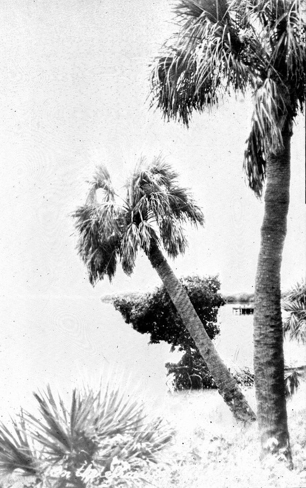 Old Tampa Bay shoreline - Oldsmar, Florida.