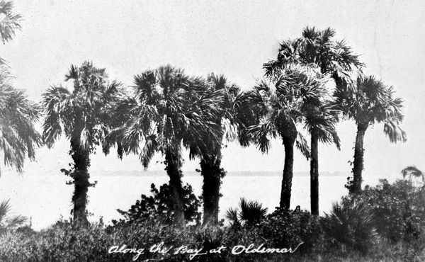 Palm trees along Old Tampa Bay - Oldsmar, Florida