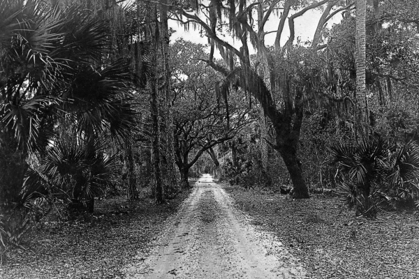 South Orange Avenue through the woods - Orlando, Florida.