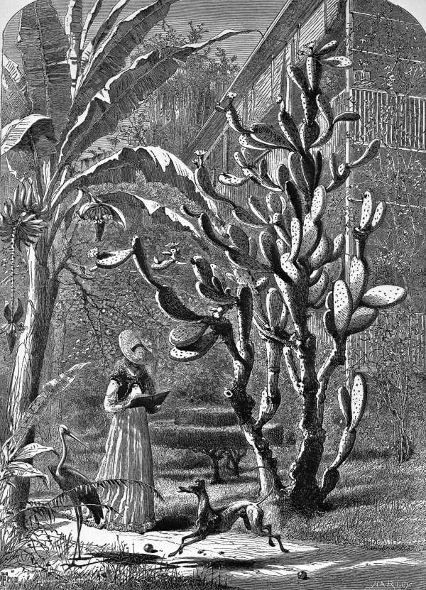 Reading in a garden of cactus and bananas - Palatka, Florida