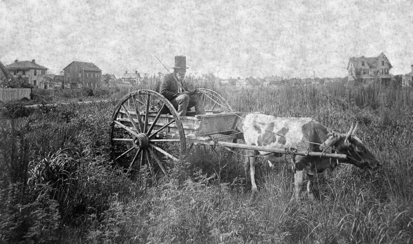 Man in an ox cart - Palatka, Florida