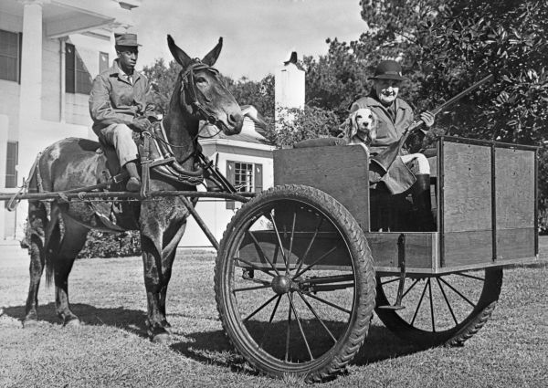 Miss Frances Griscom in a mule pushed hunt wagon
