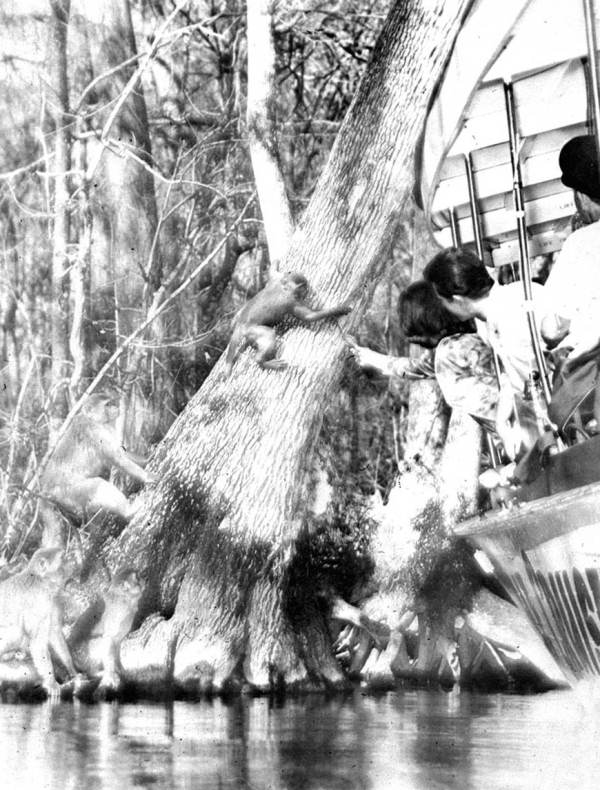 Passengers on the Jungle cruise - Silver Springs, Florida