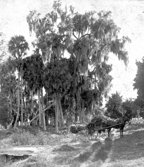 Mule-drawn cart loaded with Spanish moss - Volusia County, Florida