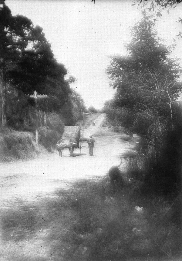 Ox team hauling a load of hay - Tallahassee, Florida