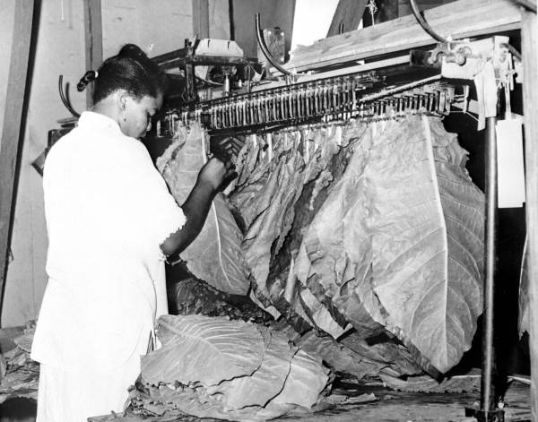 stringing tobacco Florida Memory • Stringing tobacco for drying