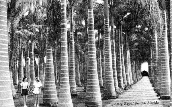 Stately Royal Palms - Florida