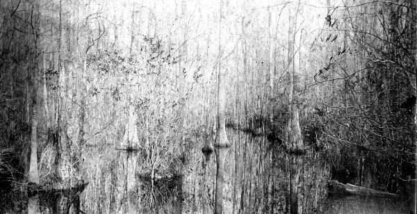 Cypress swamp beside the road at Deep Creek