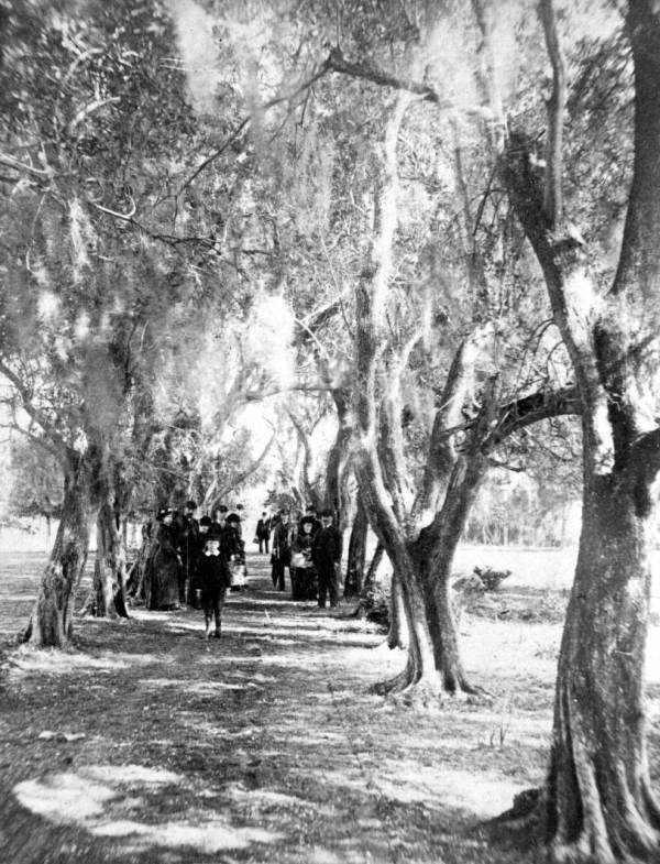 Avenue of olive trees in Fernandina