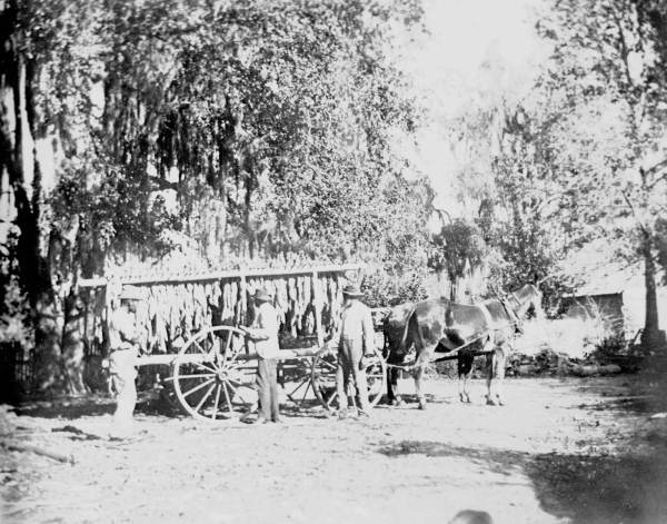 Admiring the first tobacco crop - Tucker Grove, Florida