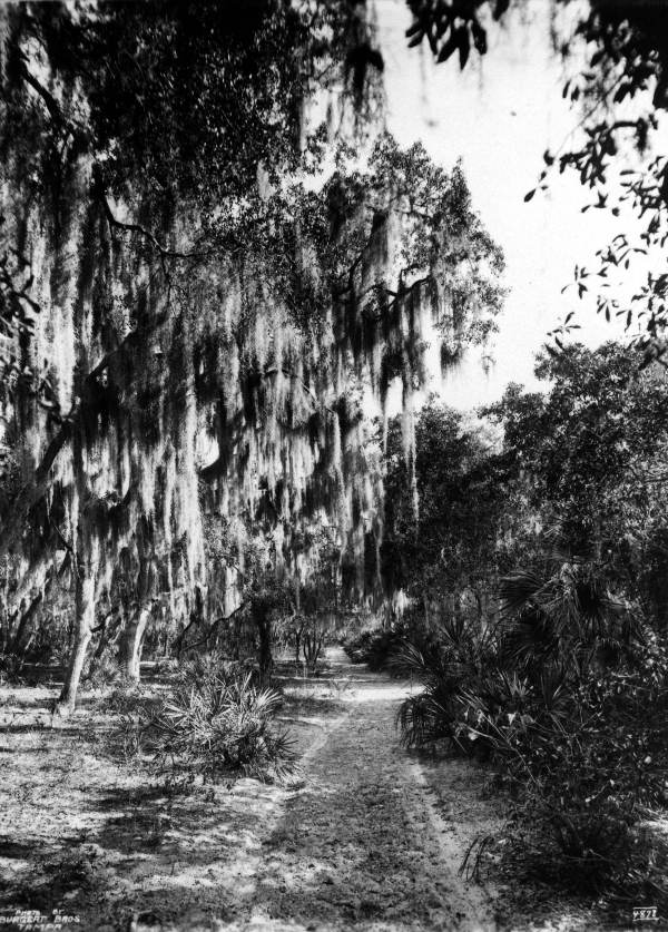 Road on Weedon Island