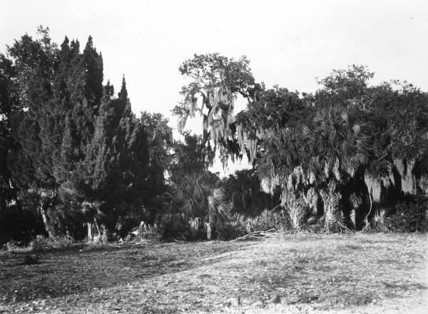 Cleared area on Weedon Island
