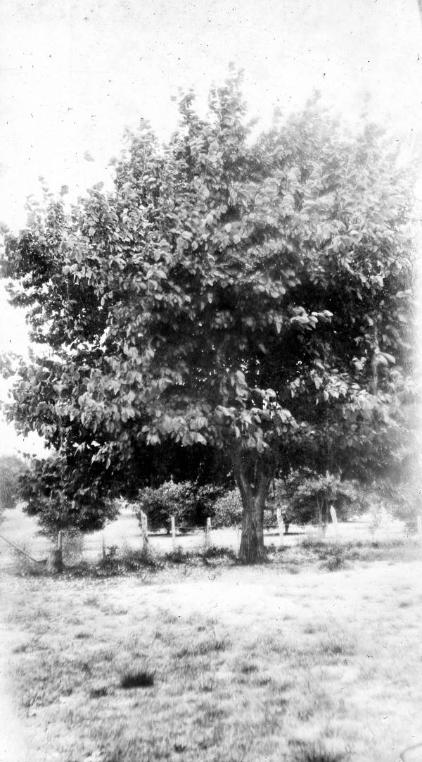 Dr. Leslie W. Weedon's citrus grove - Weedon Island