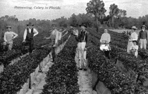 Celery harvesting in Florida