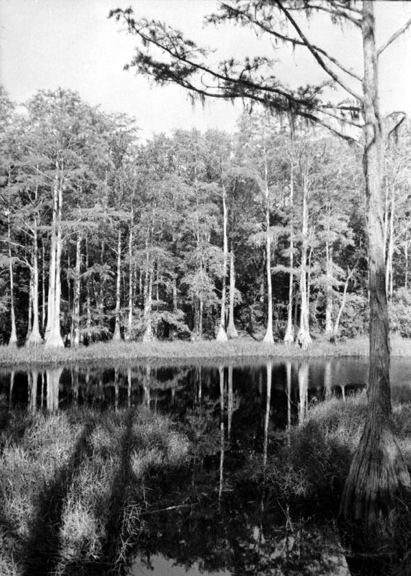Cypress trees near the Museum of History and Natural Science