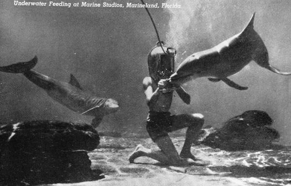 Underwater feeding at Marine Studios - Marineland, Florida.