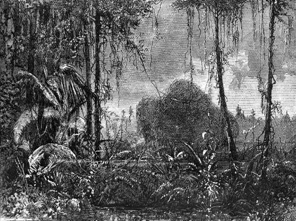 Florida Everglades