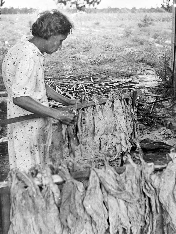hanging tobacco leaves Florida Memory • Woman hanging tobacco leaves to dry