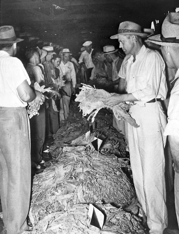 Suwannee County tobacco auction - Suwannee County, Florida