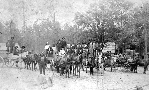 Wagons with mule teams - Madison County, Florida