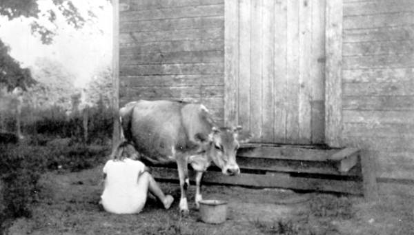 Cows being milked - Leon County, Florida