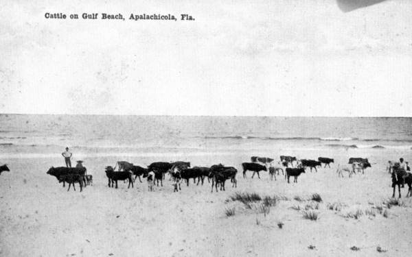Cattle on the beach - Apalachicola, Florida.