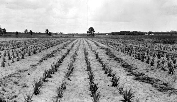 Field of pineapples - Babson Park, Florida