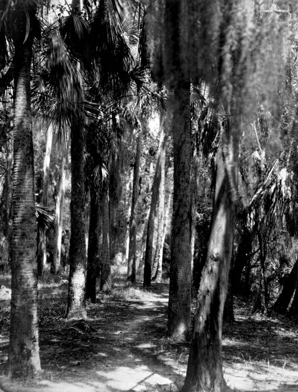 Path through the trees - Pinellas County, Florida