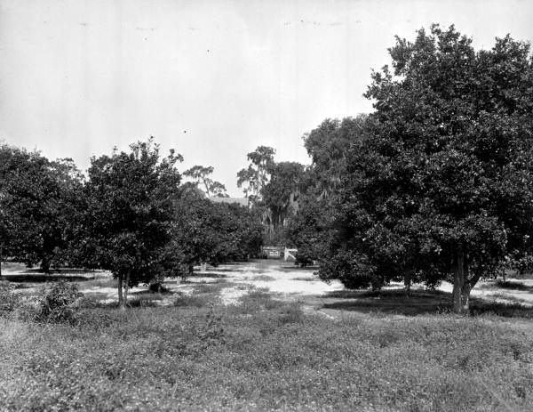 Citrus grove - Pinellas County, Florida