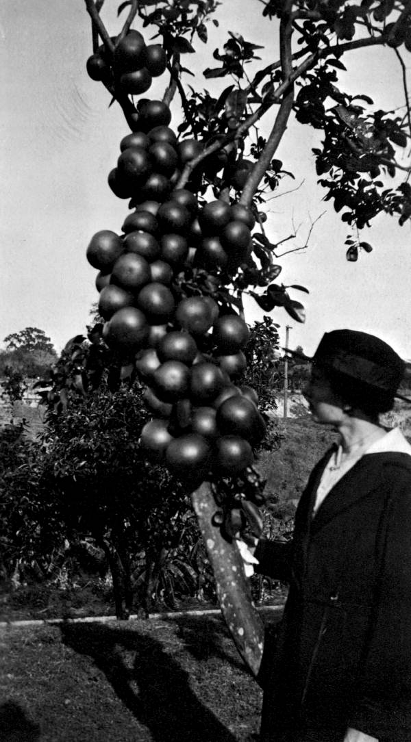 Claudie Driver inspecting grapefruit in Roser park - Saint Petersburg, Florida