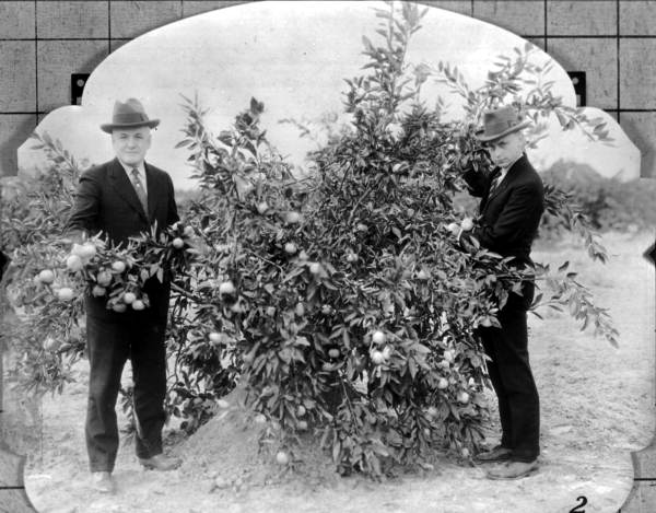 Two men stand in a satsuma grove - Escambia County, Florida