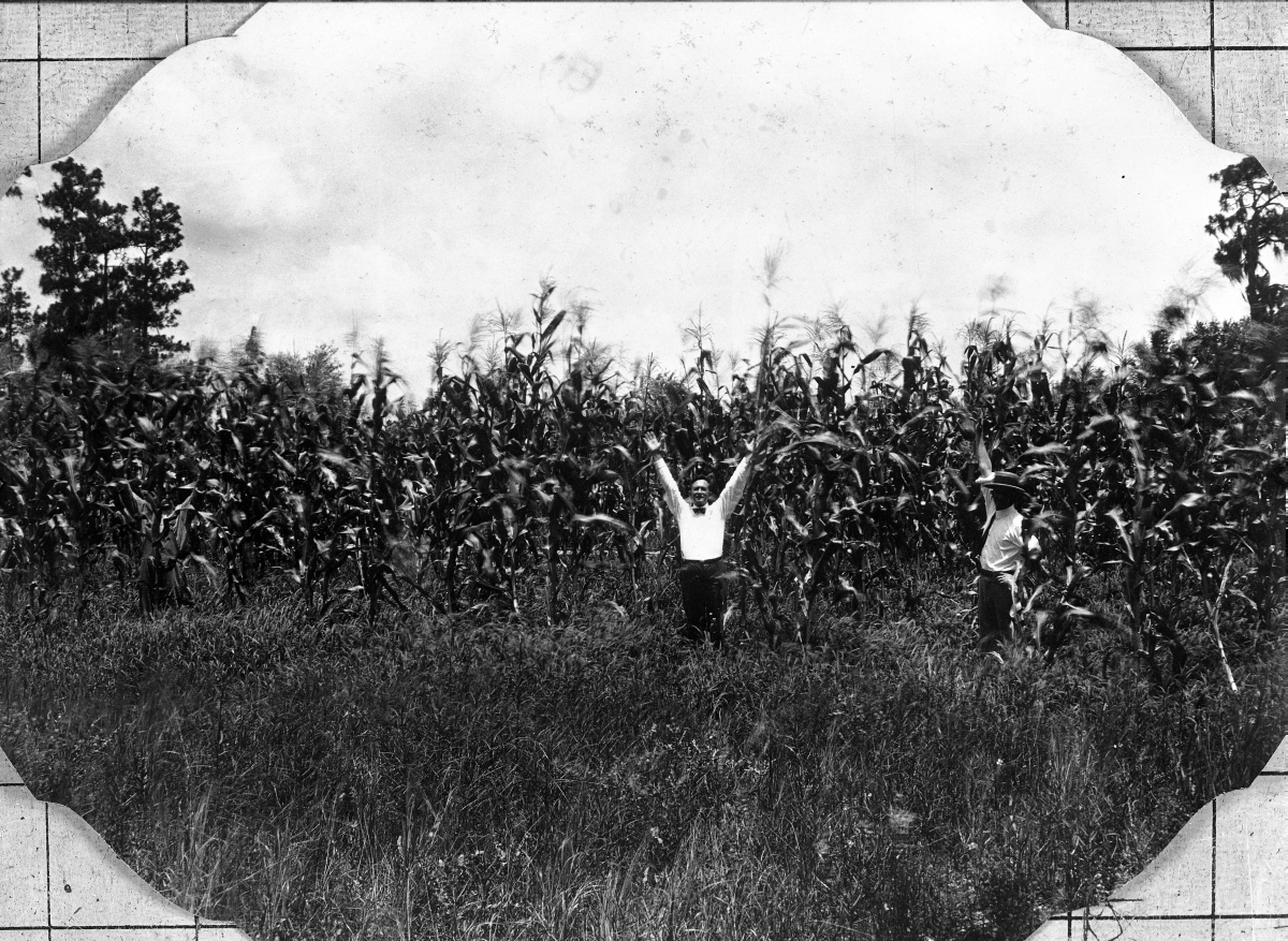 Two men stand in corn field - Sumter County, Florida