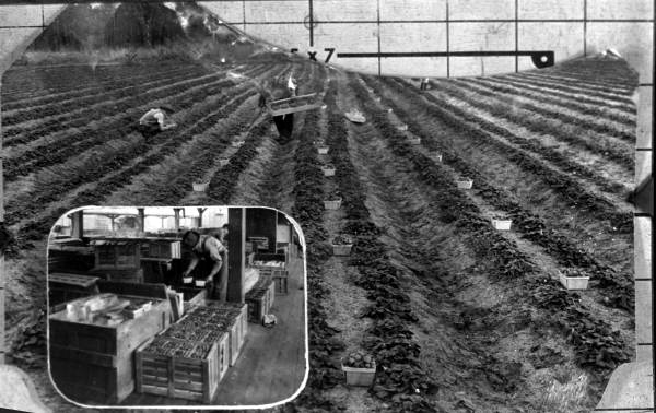 Strawberry field and strawberry packing house - Hillsborough County, Florida