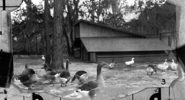 Chinese geese at a farm - Putnam County, Florida
