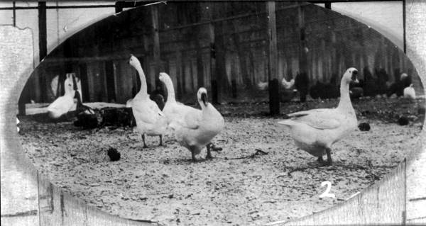 Geese raised at a farm - Putnam County, Florida